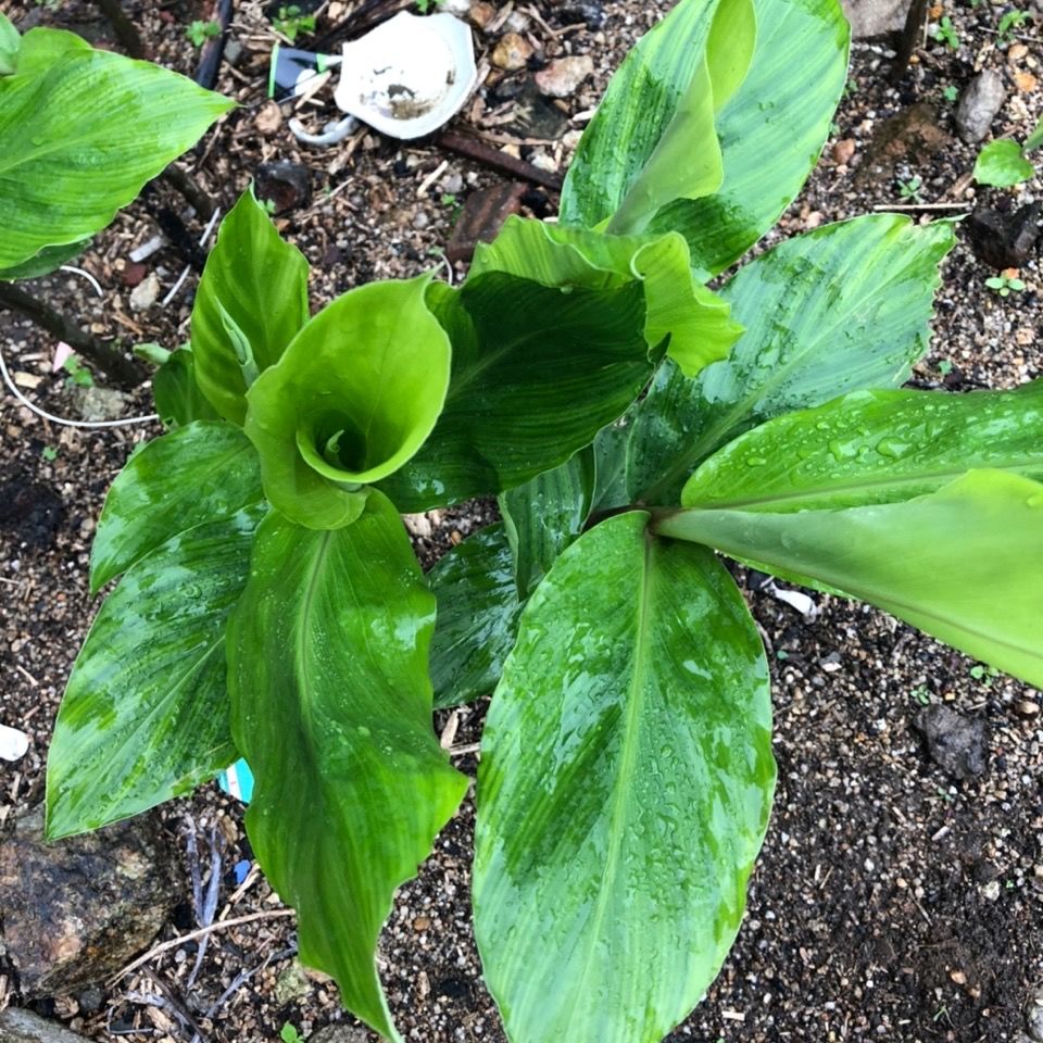 生姜野风枫姜新鲜山野生现挖现发深山山野食用生姜