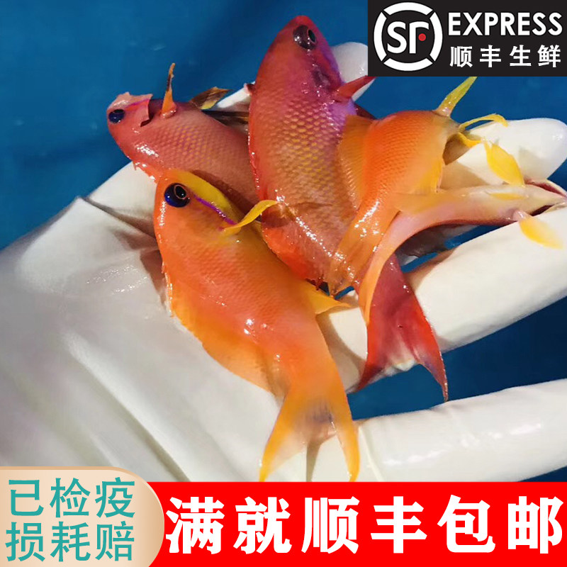 马代蓝宝石母鱼海水海金鱼群小丑鱼蓝吊鱼
