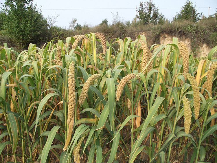 2019新米山西沁州黄小米粥小黄米月月子特产小米