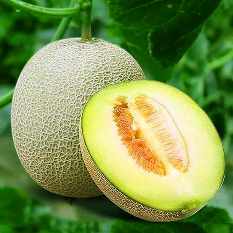 蜜瓜种子 进口高档网纹甜瓜种籽 绿肉 超甜 口感好 礼品瓜 包邮