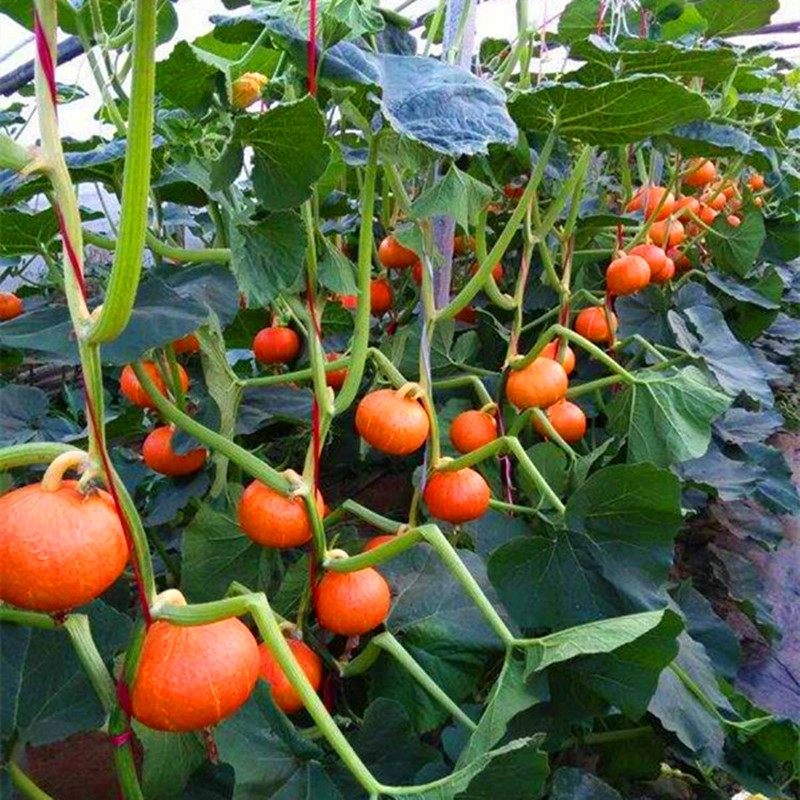 南瓜种籽红甜种子红栗板栗小南瓜贝贝甜糯蔬菜蔬菜种子