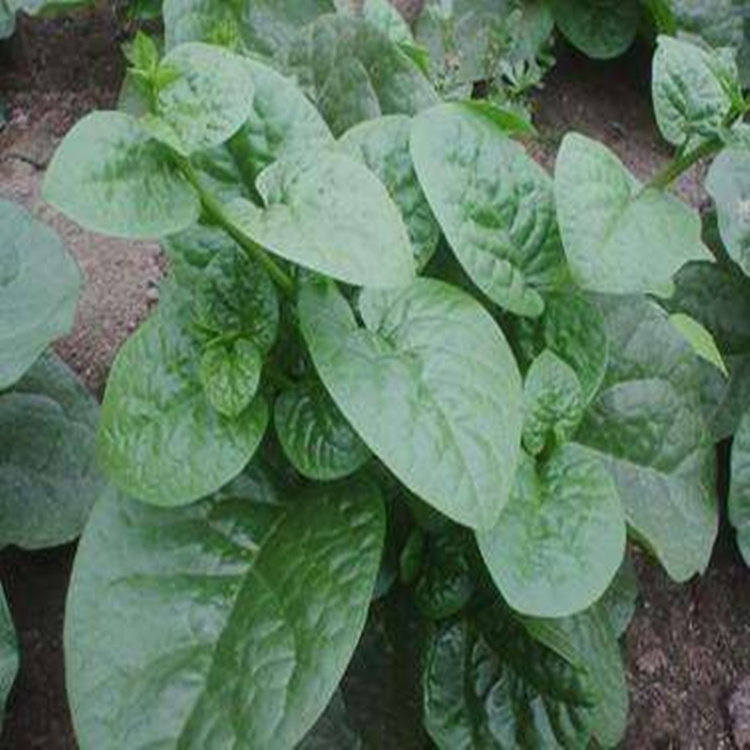 大叶木耳菜种子 架菠菜种籽 落葵籽可爬藤四季种高产蔬菜种子包邮