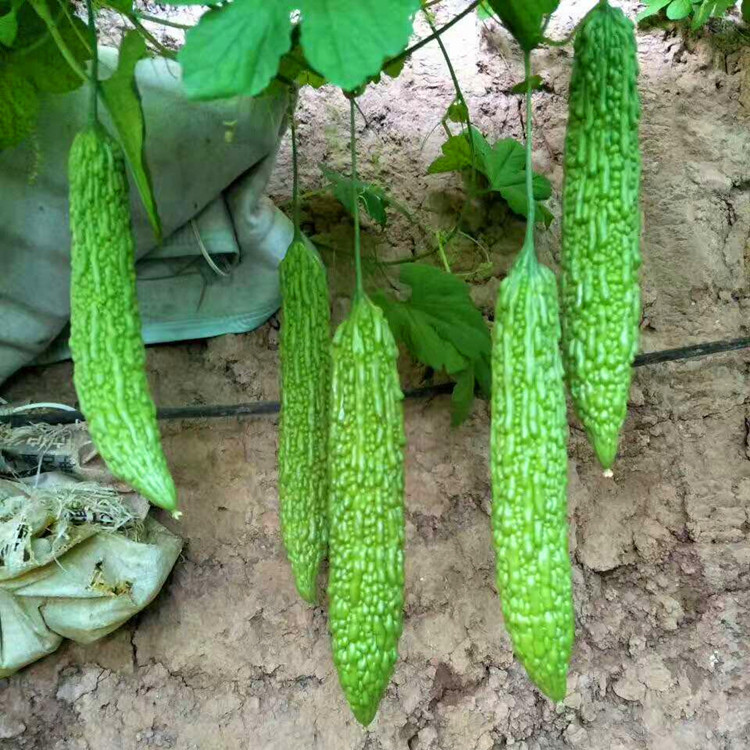 苦瓜进口 荷兰进口 杂交苦瓜种籽 油绿大刺瘤耐寒耐热高产 赛德