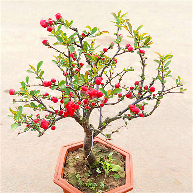 长寿冠海棠花老桩海棠盆栽盆景木本花卉重瓣海棠花苗美观阳台