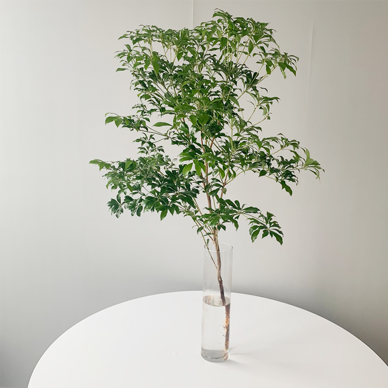 鲜切醉马日本进口马醉木枝条水培植物日式吊钟绿植