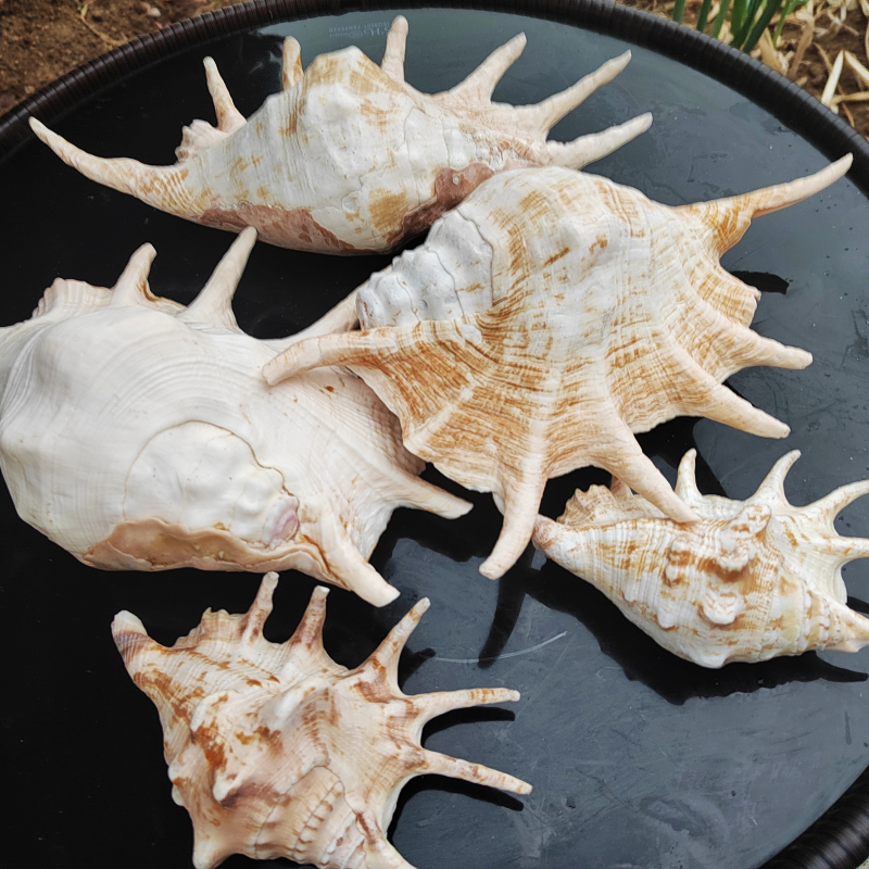 号角大号吹号响螺七角海螺密宗宗法螺号道家海螺