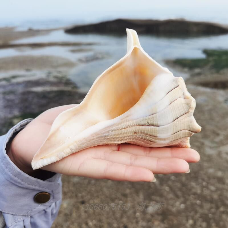 天然左旋海螺观音招财佛家供奉收藏观赏标本海螺