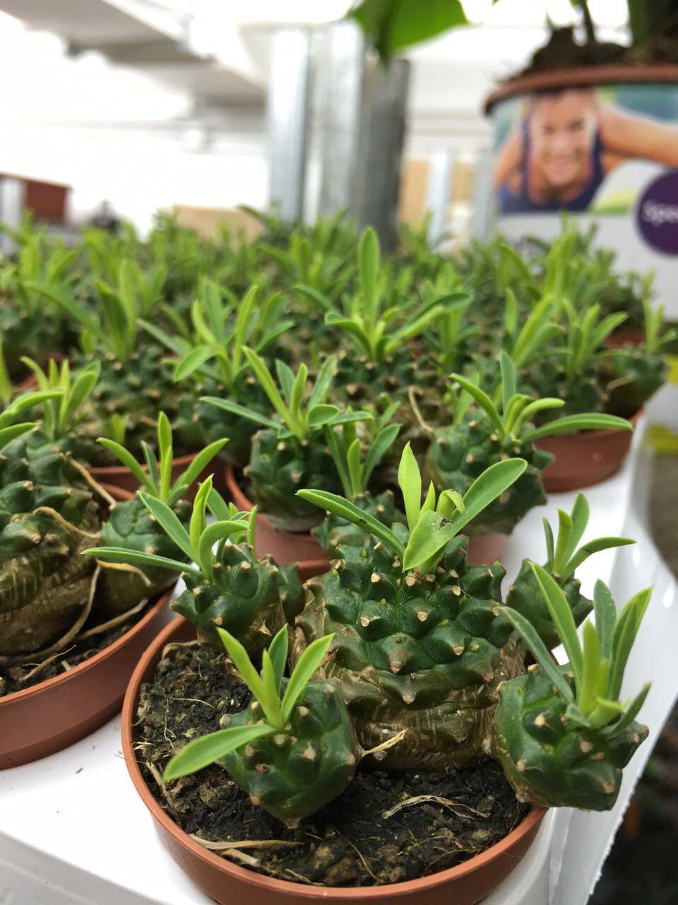 峨眉山铁甲麒麟多肉植物铁甲丸多肉小菠萝多肉盆栽办公室盆景