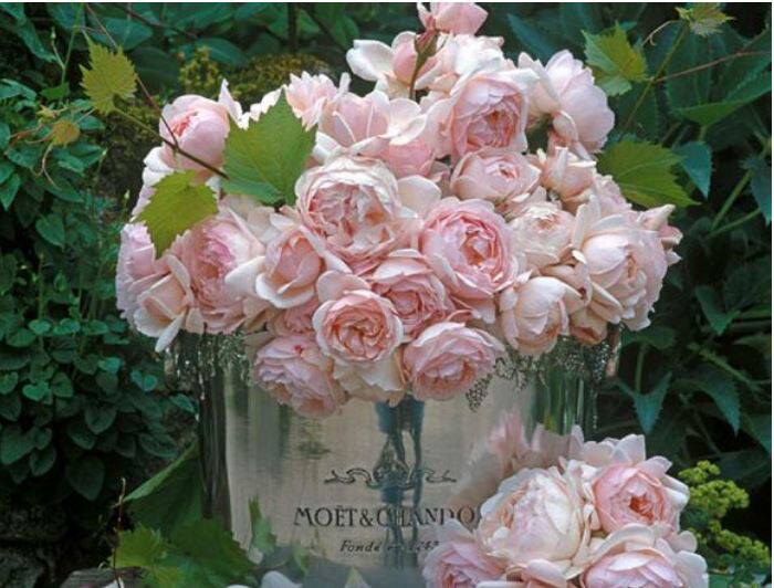 月季费加罗夫人灌木多季重复开花阳台庭院大苗花卉