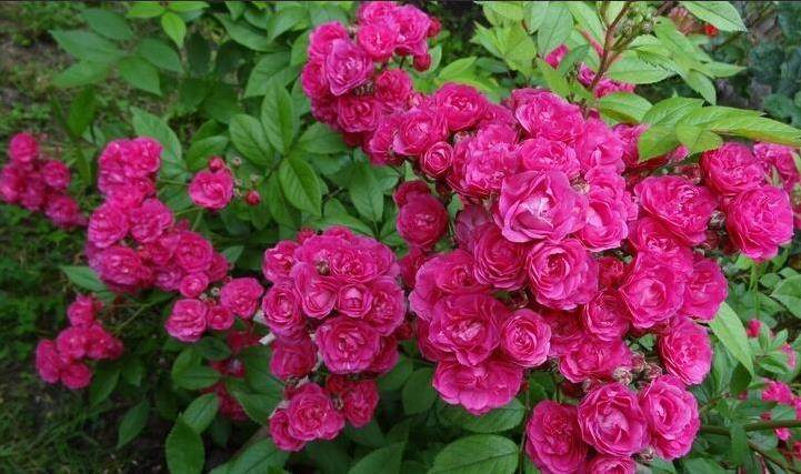 藤本微不足道dinky比利时多季丰花长势强抗病中大裸根月季盆栽苗