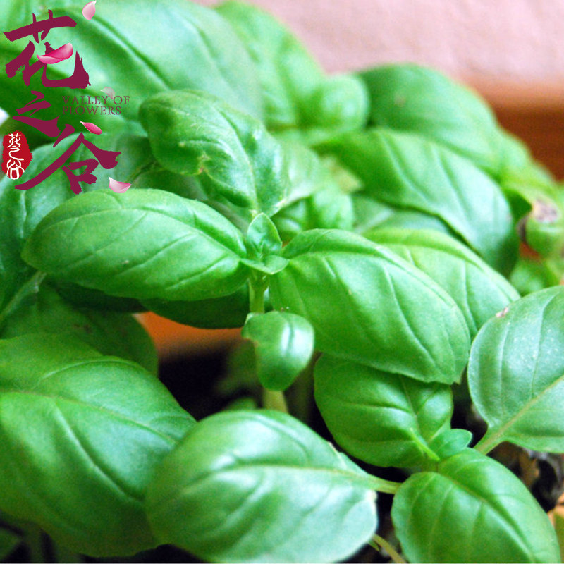 罗勒种子 金不换九层塔 驱蚊草 庭院阳台盆栽露地可播 易种可食用