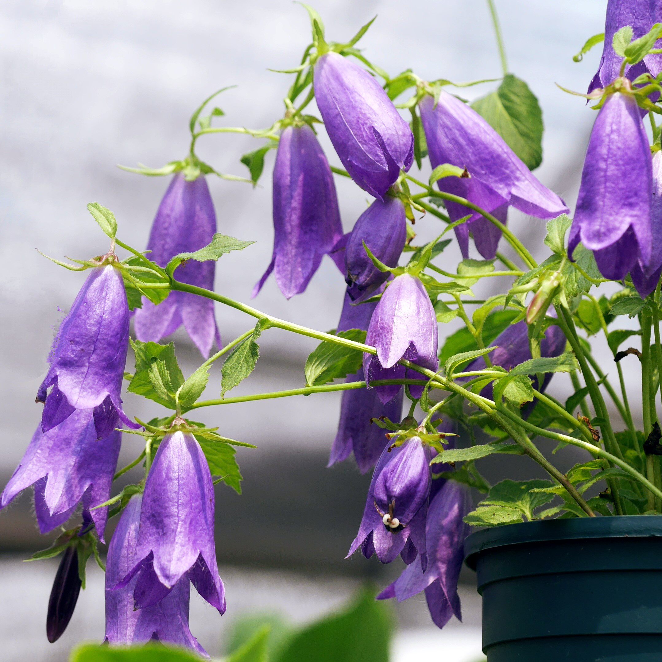 谢谢小花青花萤袋宿根风铃草多年生盆栽植物苗花花卉