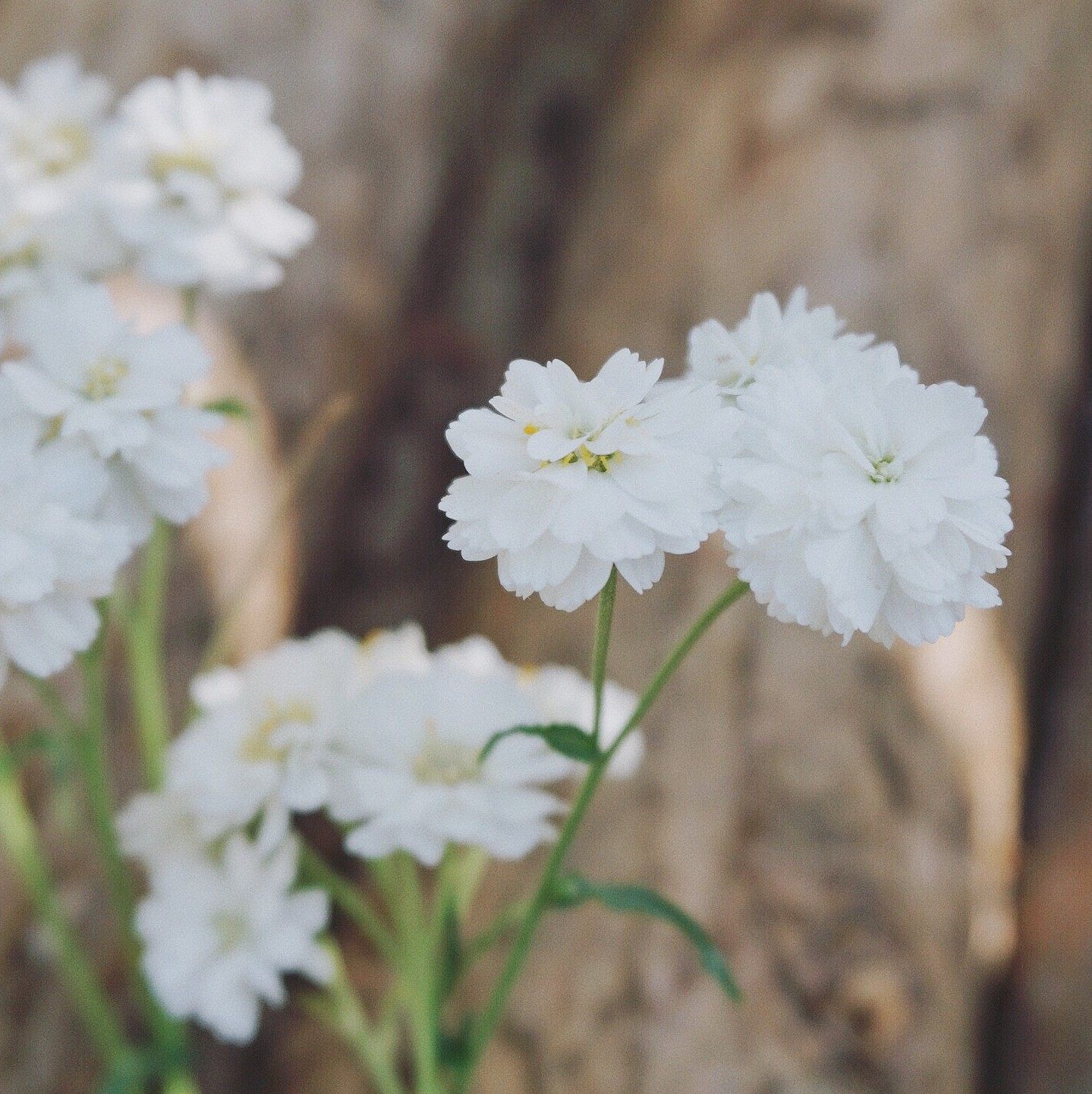谢谢小花重瓣珍珠蓍草多年生宿根盆栽植物花苗花卉