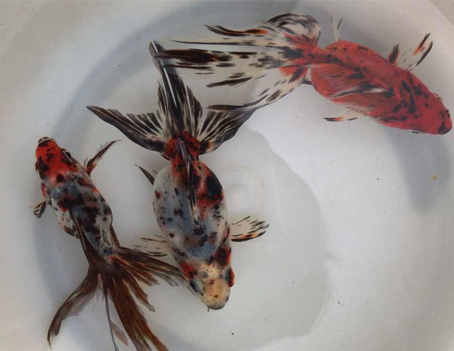 易活耐精品冷水活体鎏金金鱼风水高背养长宠物鱼