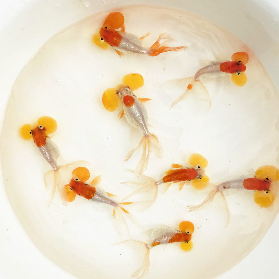 精品品红色花色红白水泡金鱼淡水冷水大泡渔场鱼