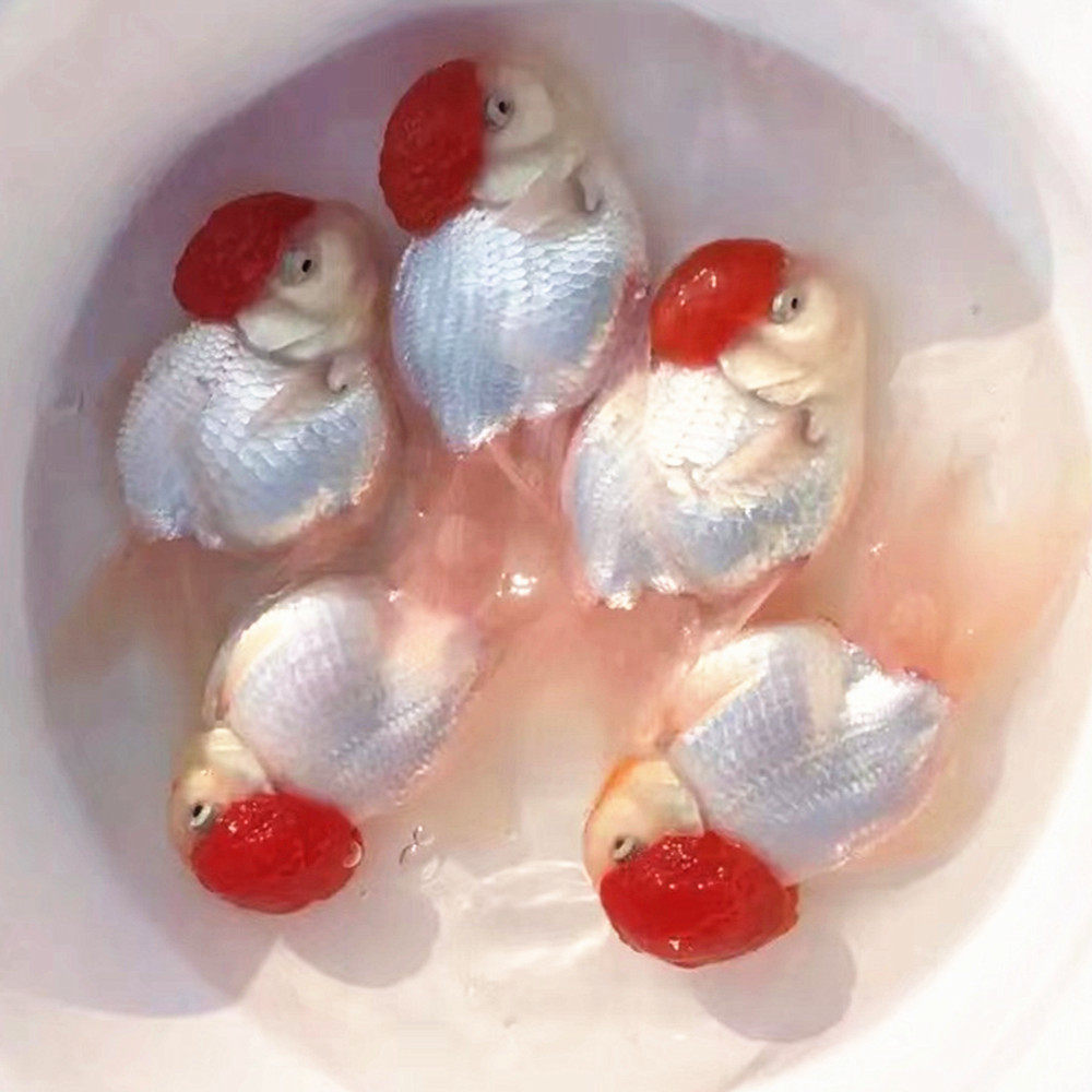 丹顶红鹤顶红金鱼精品红帽红帽子子白身冷淡水鱼鱼