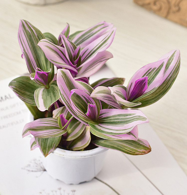 吊兰盆栽油画婚礼胭脂彩色阳台窗台观叶多肉植物绿植