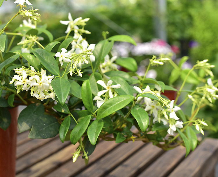 风车茉莉爬藤植物阳台庭院藤蔓花卉绿植好养花卉