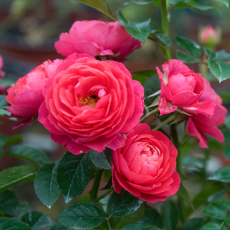 花卉月季欧月舞女盆栽庭院阳台多花花卉