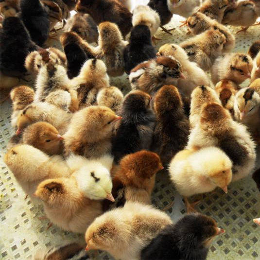 鸡苗小鸡草鸡活体土鸡苏北鸡雏雏鸡活苗动物种苗