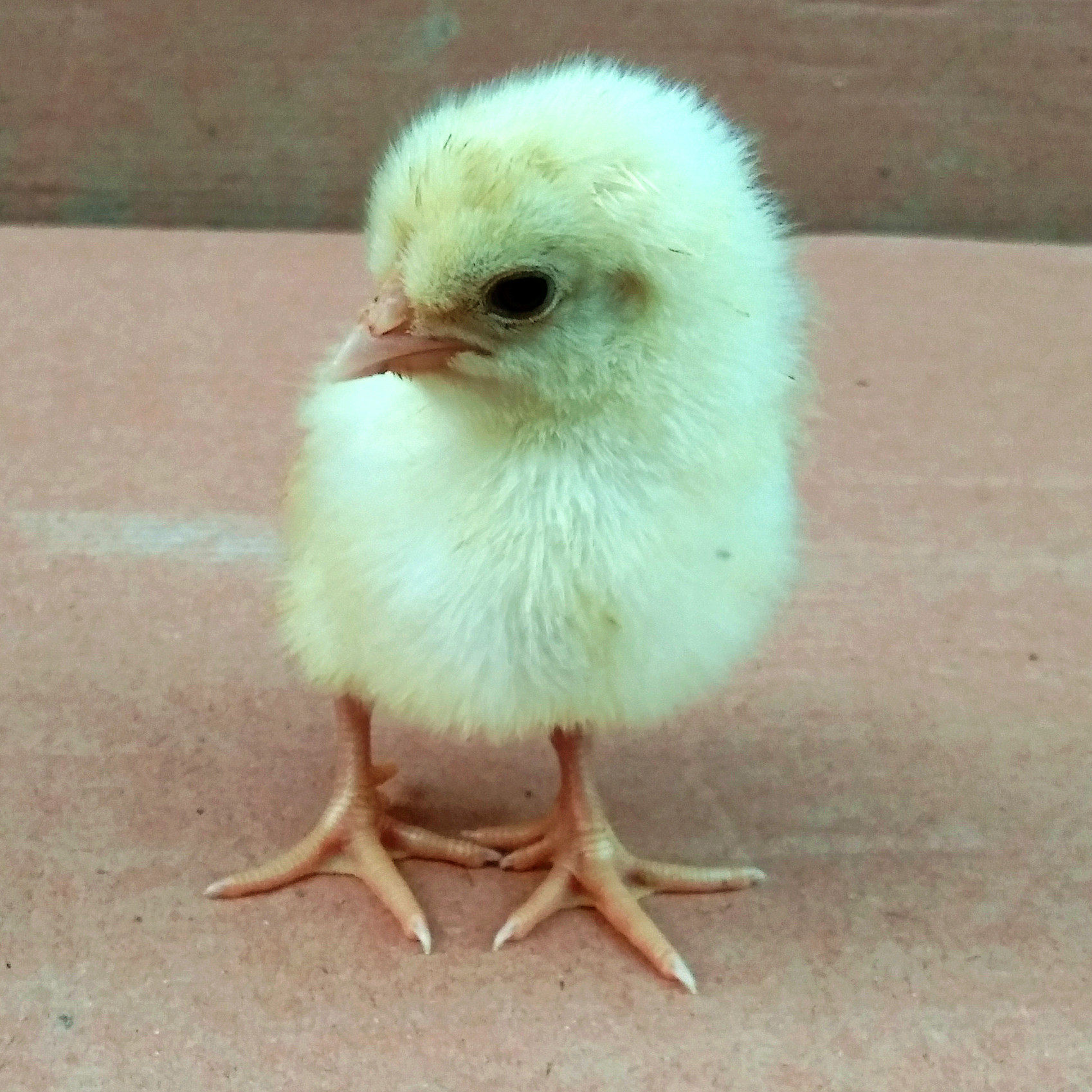 鸡苗活体包邮白羽白鸡苗小鸡公鸡鸡仔鸡雏土鸡动物种苗