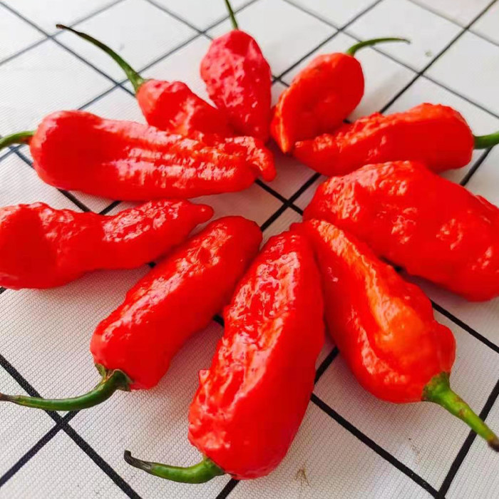 巨辣新鲜辣椒正宗云南涮涮辣超魔鬼变态象鼻辣椒粉料