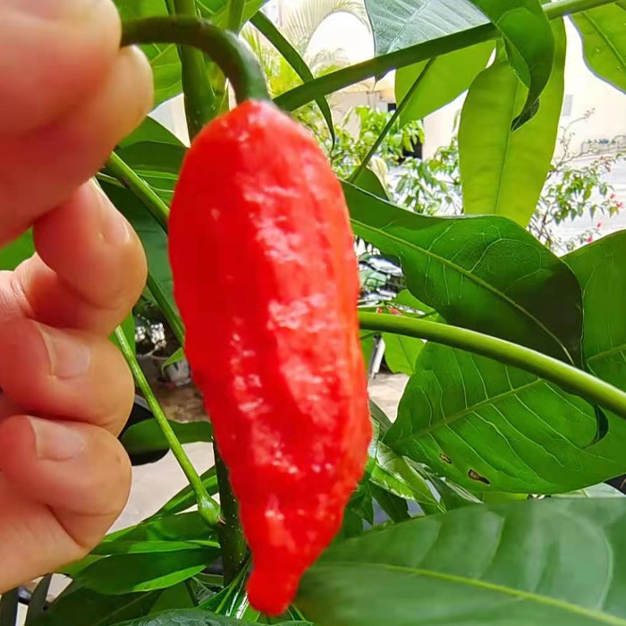 巨辣新鲜辣椒正宗云南涮涮辣超魔鬼变态象鼻辣椒粉料