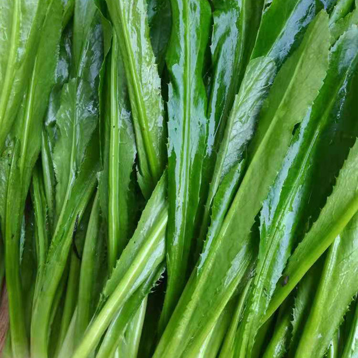 新鲜芫荽包邮上市德宏本地香菜老缅凉菜拌菜其它