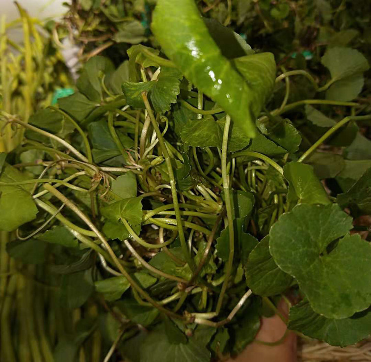 马蹄云南草水莲叶野生叶马蹄500克苦菜凉拌煮肉叶菜类