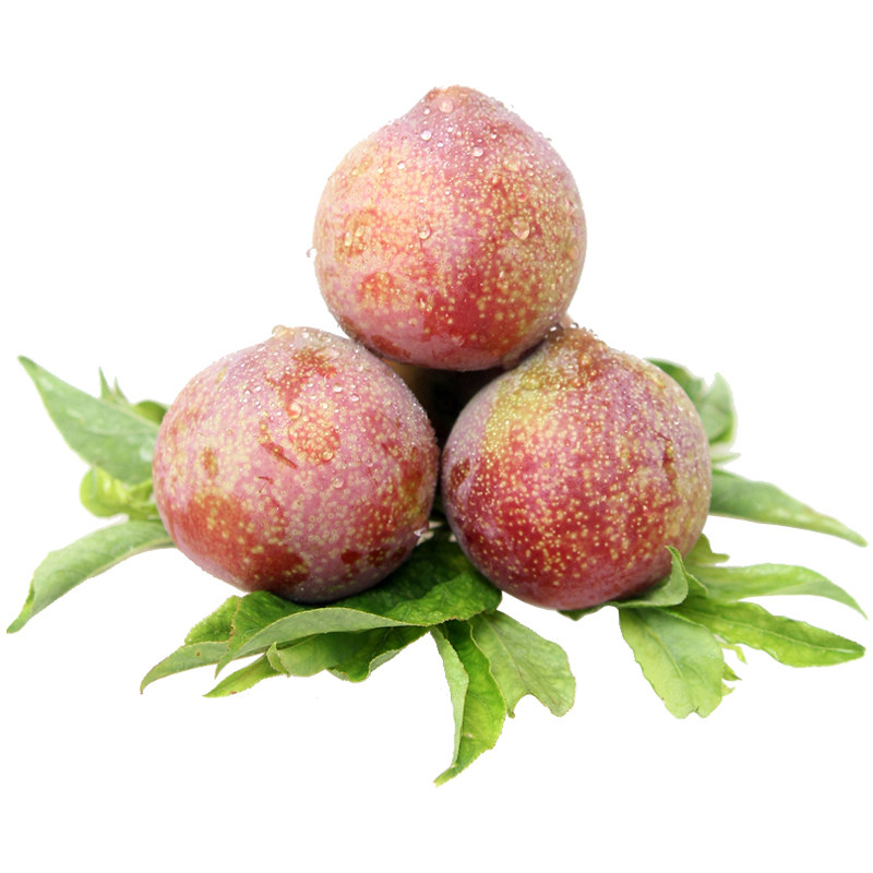 新品种嵊州桃形李苗脆甜红心李子树苗嫁接桃形李果树苗南北方种植