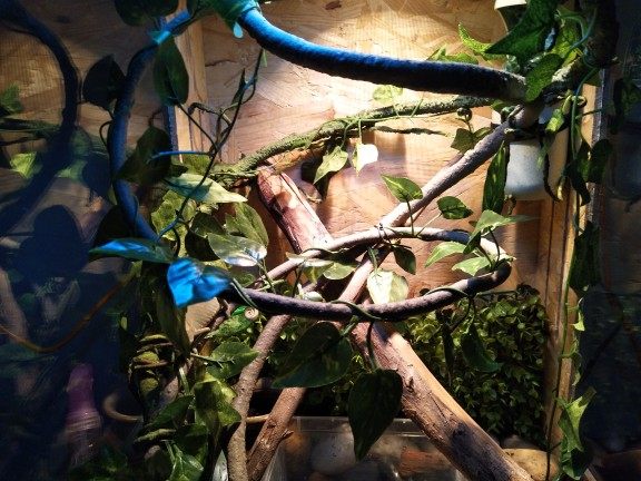 仿真树藤睫角守宫藤蔓爬箱树枝蜥蜴攀爬造景爬虫