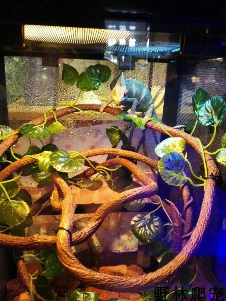 仿真树藤睫角守宫藤蔓爬箱树枝蜥蜴攀爬造景爬虫