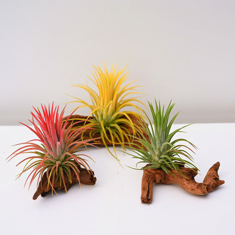 空气凤梨无土懒人植物桌面小盆栽摆件精灵带沉木底座净化空气绿植