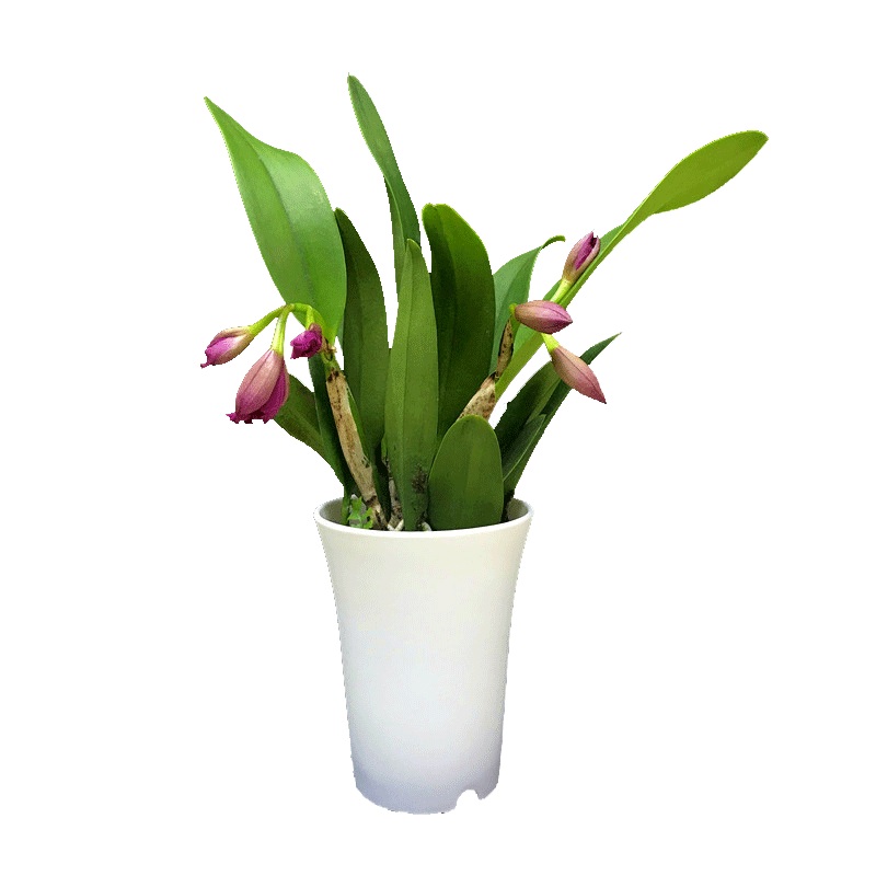 兰花洋兰卡特兰绿精灵进口植物开花好看花苞绿天使绿植