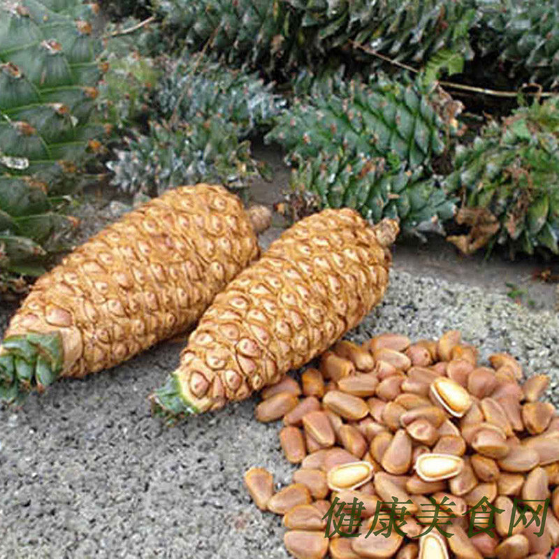 松塔长白山野生松子新鲜红松松果松鼠粮干松子