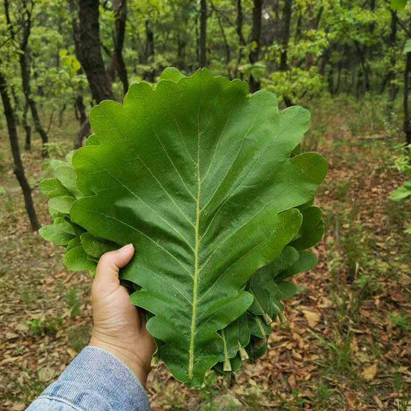 新鲜30片树叶桲椤饼子粽子伯乐包粽子端午节玻璃干花
