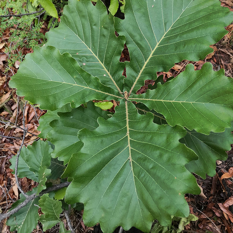 新鲜30片树叶桲椤饼子粽子伯乐包粽子端午节玻璃干花