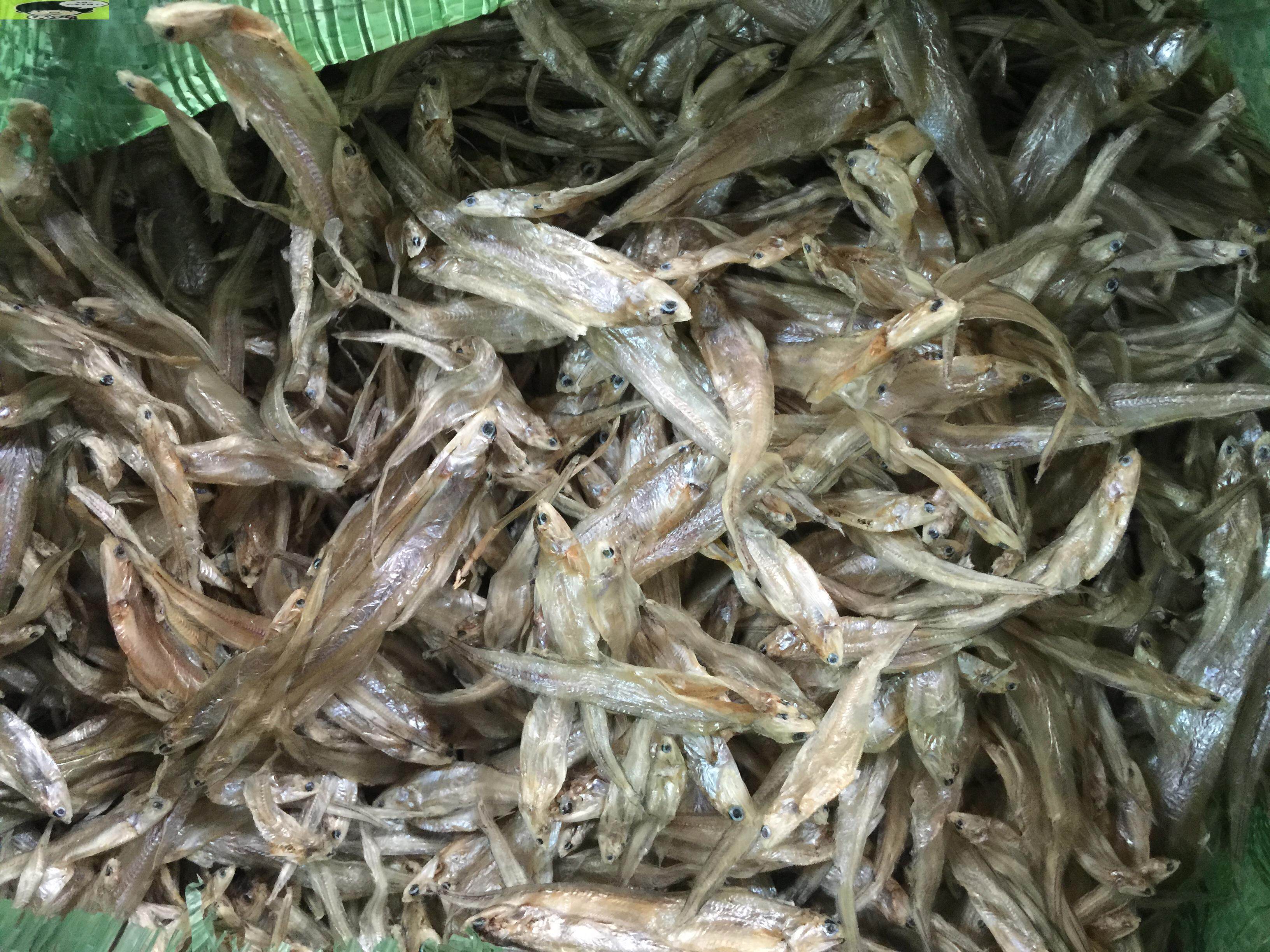 毛花鱼凤尾鱼毛毛鱼毛叶鱼水水产干货淡水鱼无盐鱼干鱼干