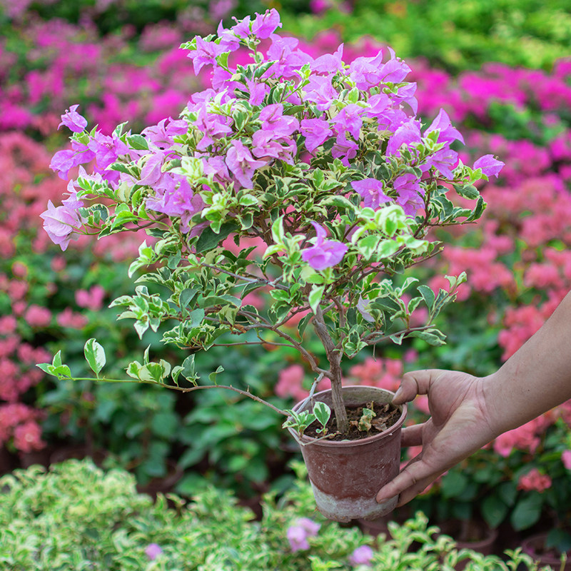 三角盆栽加州黄金画报瓣花叶宫粉老桩耐晒耐旱时令草本花卉