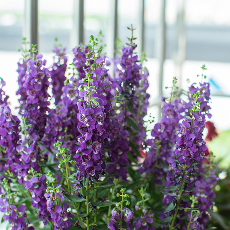 彩雀盆栽天使花苗开花庭院阳台耐热耐湿喜水花卉