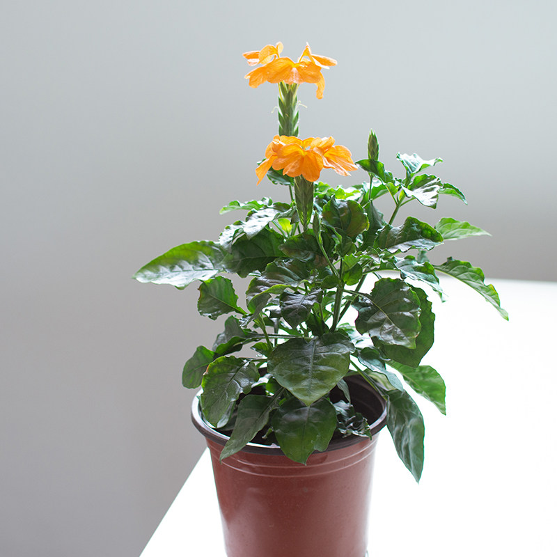 鸟尾花庭花卉多年生观喜阳喜水耐热阳台庭院尾花花卉