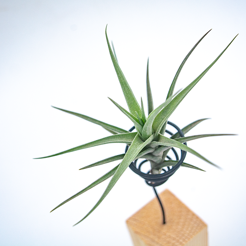 无土空气凤梨植物好养易活净化空凤造景花卉绿植