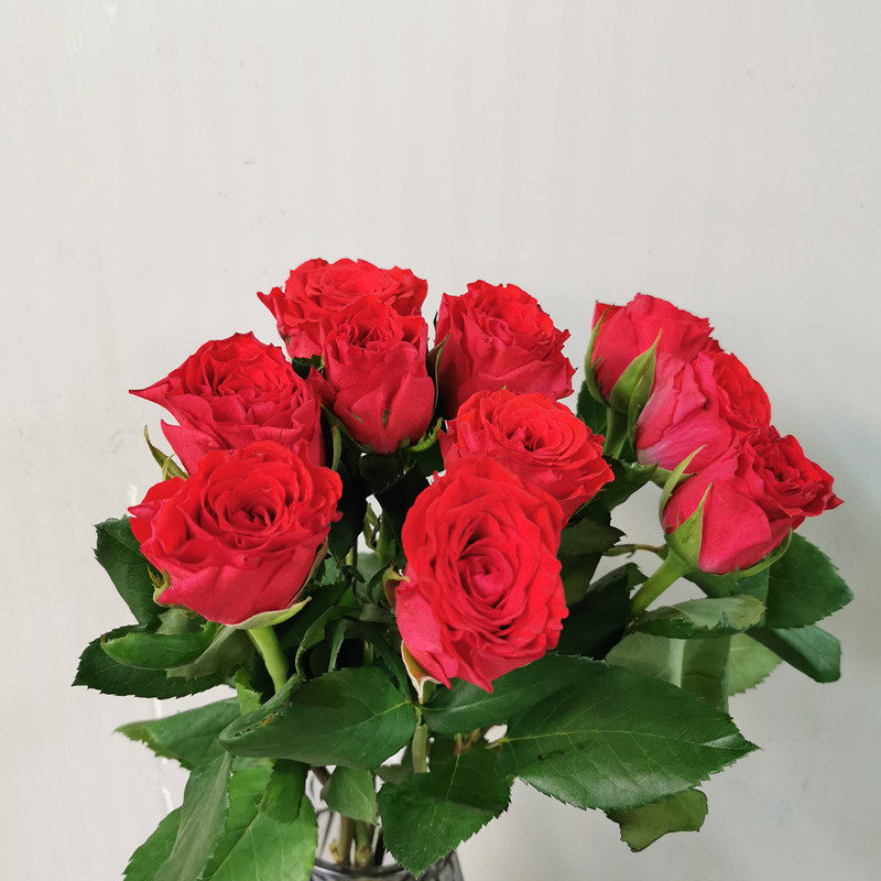 真爱玫瑰鲜切花稀有颜色上海直发家用瓶插江浙沪鲜花速递(同城)