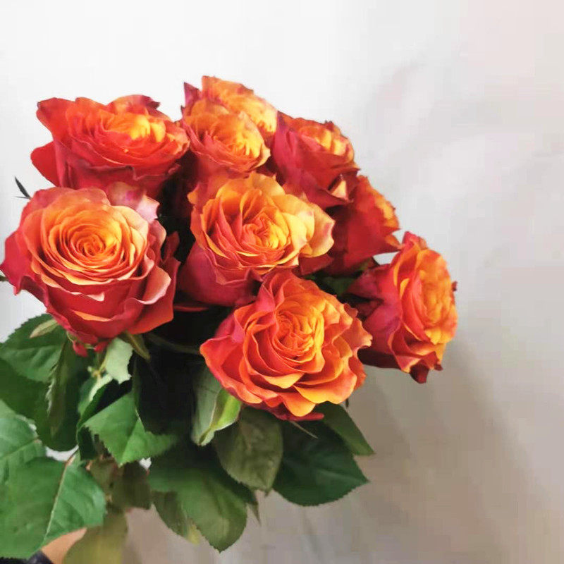 伊斯班纳玫瑰鲜切花稀有颜色鲜花速递家用瓶插江浙沪鲜花速递同城