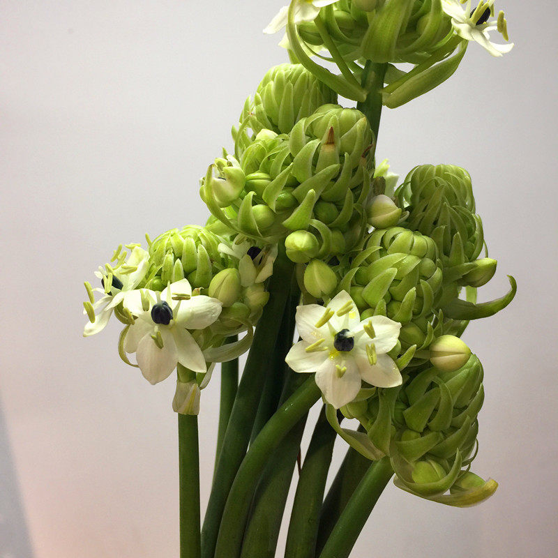 天鹅绒伯利恒之星鲜切花上上海鲜花速递家用瓶插花艺鲜花速递同城