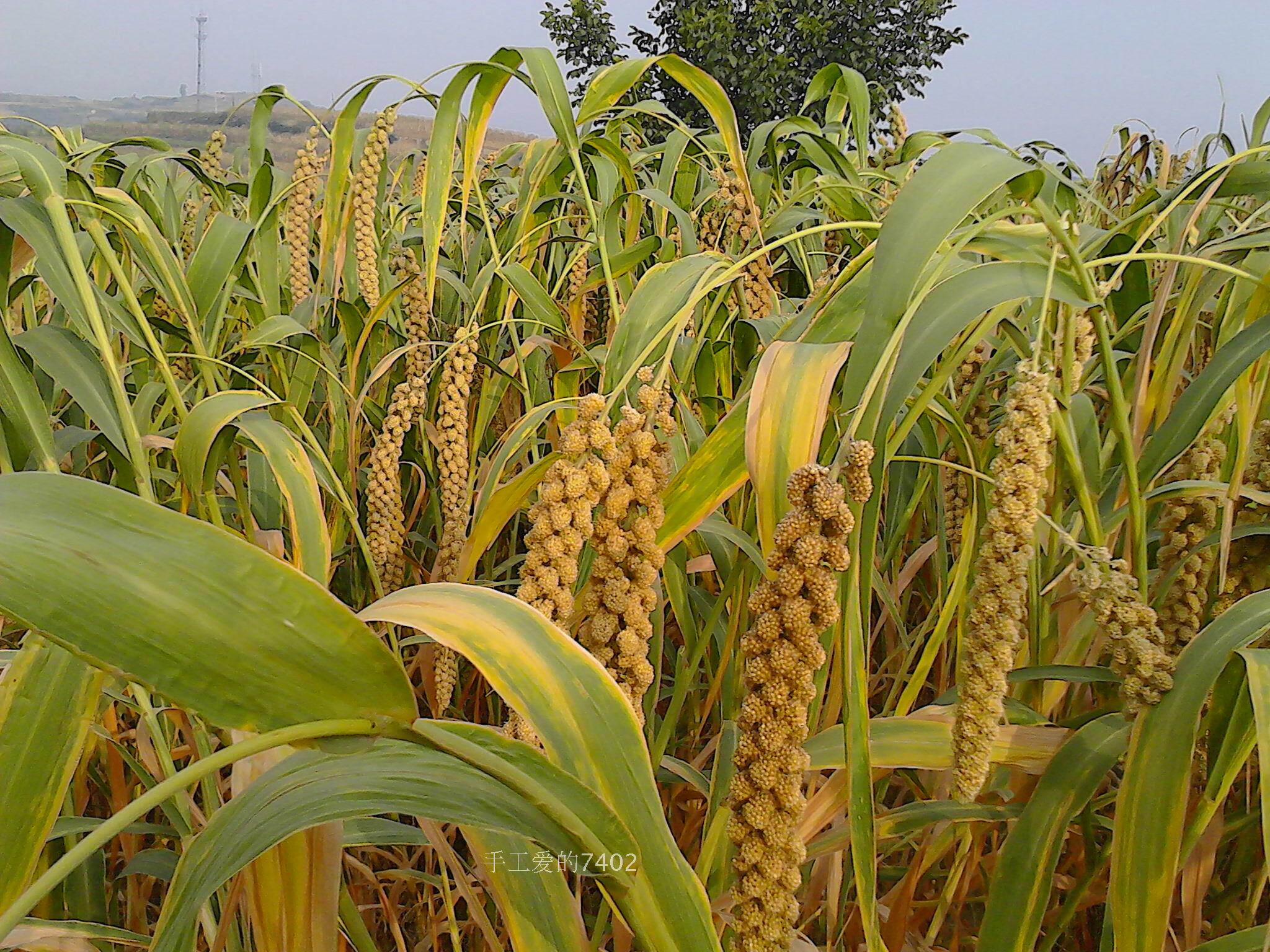 包邮山西晋中昔阳特产农家自种无添加小米月子米2018新小米