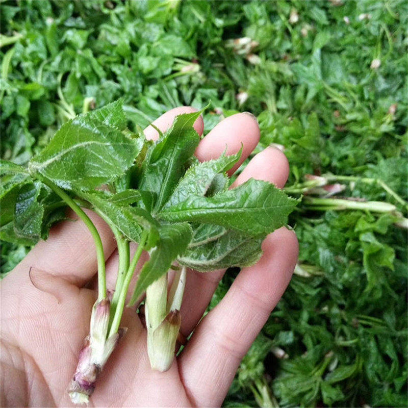 长白山野生山野菜加叶新鲜坎拐棒子嫩芽老虎潦叶其它
