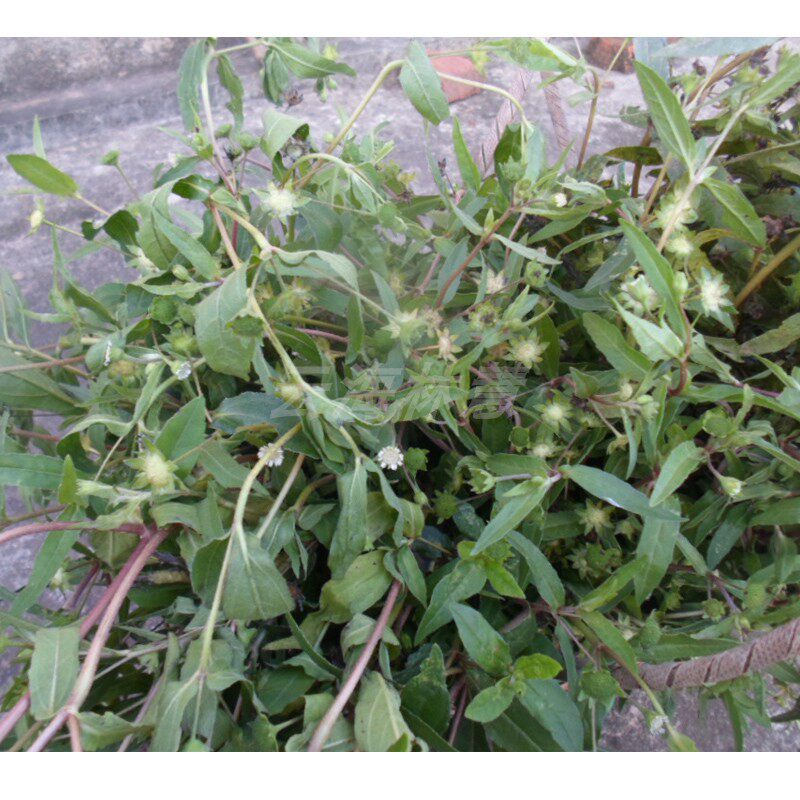 新鲜现采生草黑墨草旱莲草白旱莲墨斗草墨烟草墨菜墨汁草金丝麻