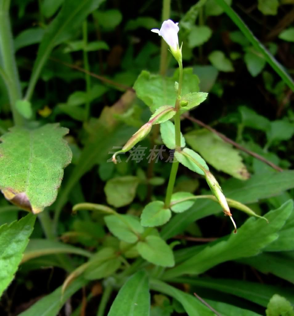 现采新鲜中草药母草四方拳草蛇通管气痛草四方草中药材花草茶