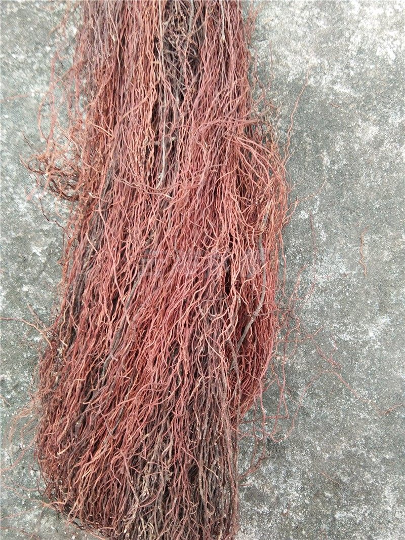 造景根须 树须龙须根 榕树须莫斯树爬藤条 天然须根 鱼缸包邮